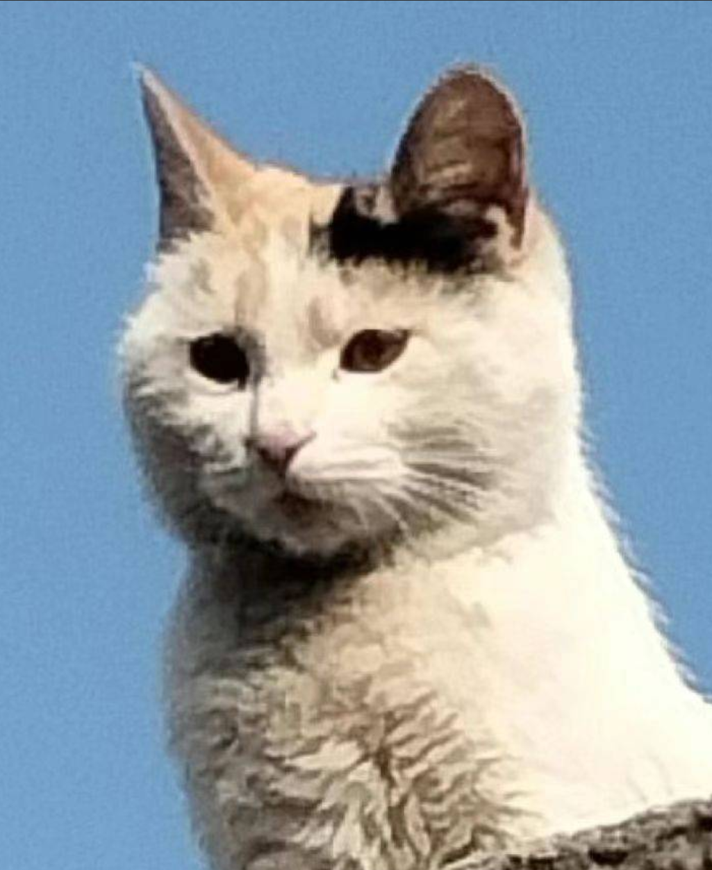 副会长